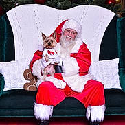 Prince is registered to the contest to win money with this photo: santa_claus, dog, christmas_tree, christmas_decorations, red_suit, white_fur_trim, glasses, green_couch, knitted_blanket, pillows, festive, holiday, pet, costume, smiling, indoor, portrait, celebration, red_carpet, winter