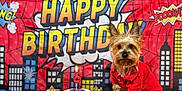 Prince is registered to the contest to win money with this photo: animal, backdrop, birthday, candle, celebration, comic_style, cute, dog, donut, festive, happy_birthday, indoor, number_candle, party, pet, portrait, red_shirt, small_dog, star_lights, table