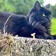 India joined the competition — help win amazing prizes! animal, background_blur, black_cat, cat, close_up, daylight, fluffy, fur, greenery, mammal, nature, outdoor, pet, portrait, relaxed, resting, tree_stump, whiskers, wildlife, yellow_eyes
