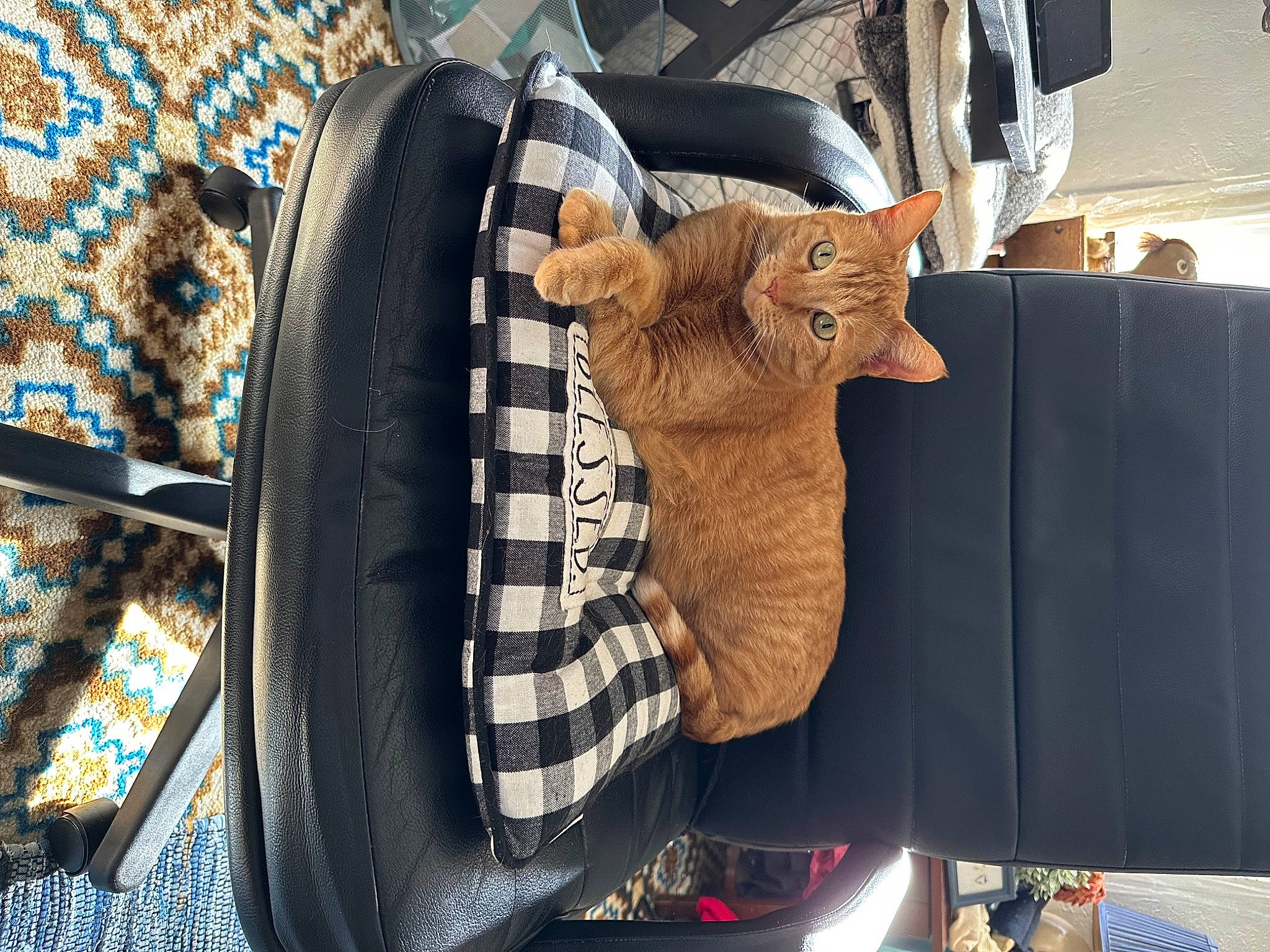 Nala joined the competition — help win amazing prizes! art, bag, carmine, carnivore, chair, fashion_accessory, fawn, felidae, fur, linens, metal, pattern, plush, small_to_medium_sized_cats, stuffed_toy, table, whiskers, wood, wool, working_animal