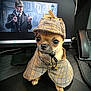 dog, chihuahua, costume, plaid, hat, cape, desk, computer, monitor, telephone, office, indoor, pet, cute, animal, mystery, detective, portrait, small_dog, brown