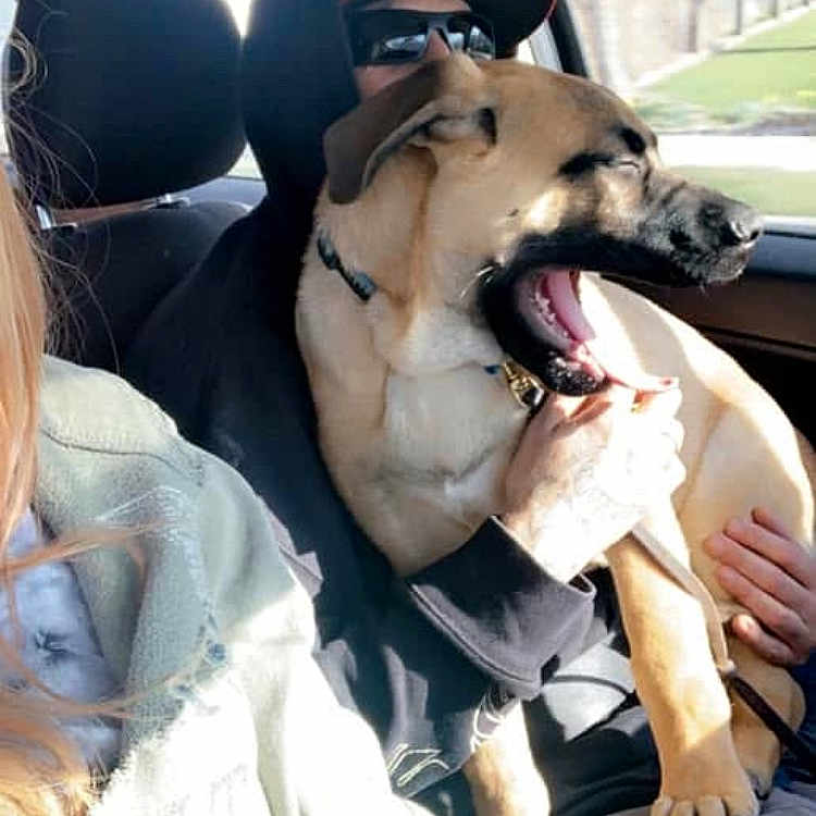 Theo is registered to the contest to win money with this photo: accessories, animal, baby, baseballcap, belt, boxer, bulldog, canine, cap, clapperboard, clothing, cushion, dog, hat, homedecor, hound, person, pet, transportation, vehicle