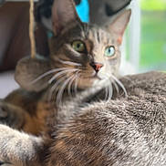 Roman joined the competition — help win amazing prizes! animal, blurred_background, cat, close_up, cozy, domestic_cat, ears, eyes, feline, fur, indoor, lounging, nose, pet, relaxed, soft_focus, tabby, whiskers, whiskers_visible, window_light