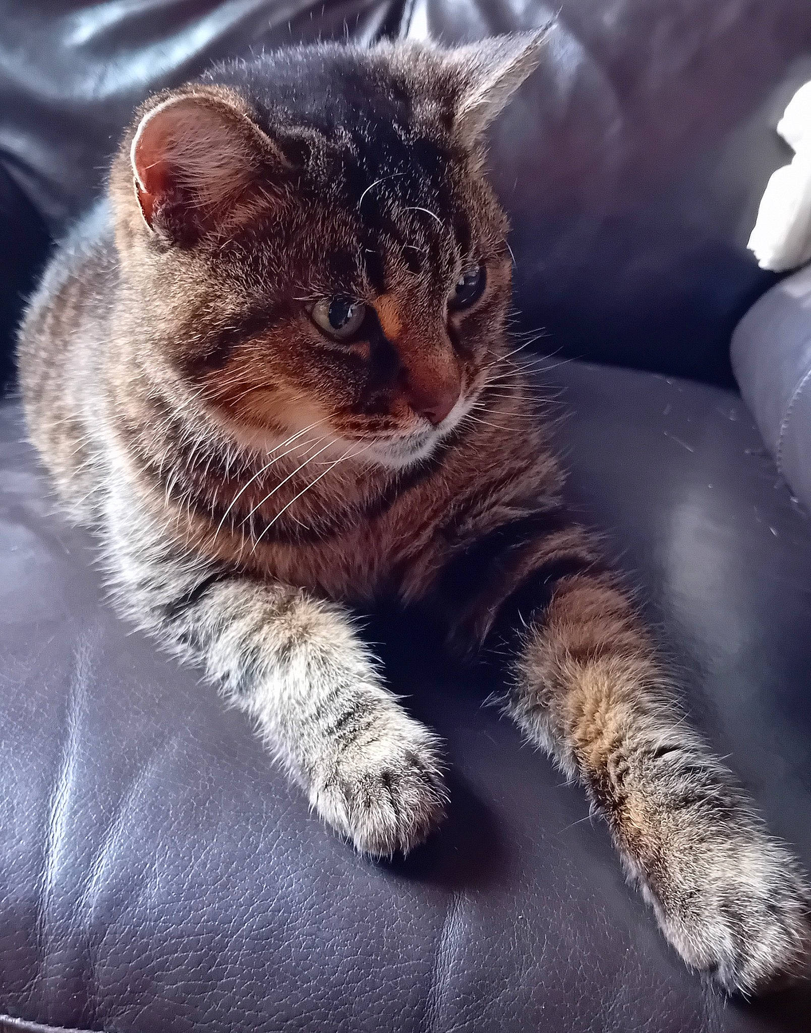 Mimi