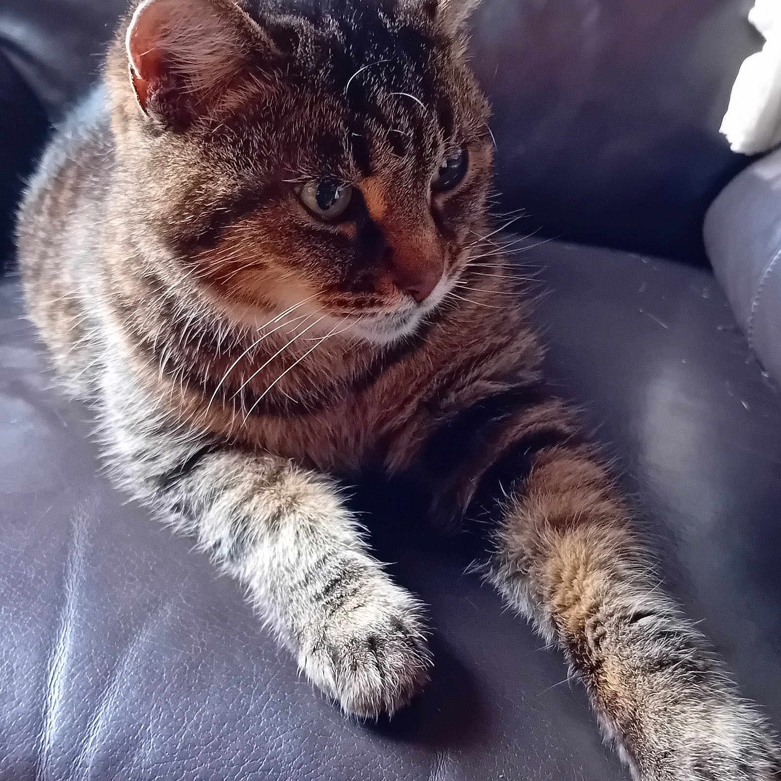 Mimi