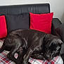 Moana a rejoint le concours — aidez-le/la à gagner de superbes lots ! animal, black_cushion, black_dog, blanket, couch, cozy, dog, fur, home_interior, indoor, leather_couch, nap, nose, paw, pet, plaid, red_cushion, relaxing, resting, sleeping