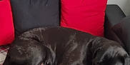 Moana participe au concours pour gagner de l'argent avec cette photo : animal, black_cushion, black_dog, blanket, couch, cozy, dog, fur, home_interior, indoor, leather_couch, nap, nose, paw, pet, plaid, red_cushion, relaxing, resting, sleeping