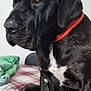 Moana participe au concours pour gagner de l'argent avec cette photo : animal, bed, black_dog, black_fur, blanket, canine, collar, dog, domestic, expression, fur, indoor, large_dog, pet, plaid_blanket, red_collar, resting, side_view, sitting, white_patch