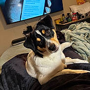 Kronos joined the competition — help win amazing prizes! dog, tricolor_dog, pet, animal, portrait, head_tilt, expressive, brown_eyes, black_fur, white_fur, tan_markings, sitting, lying_down, bed, blanket, bedroom, television, indoor, cozy, household_items