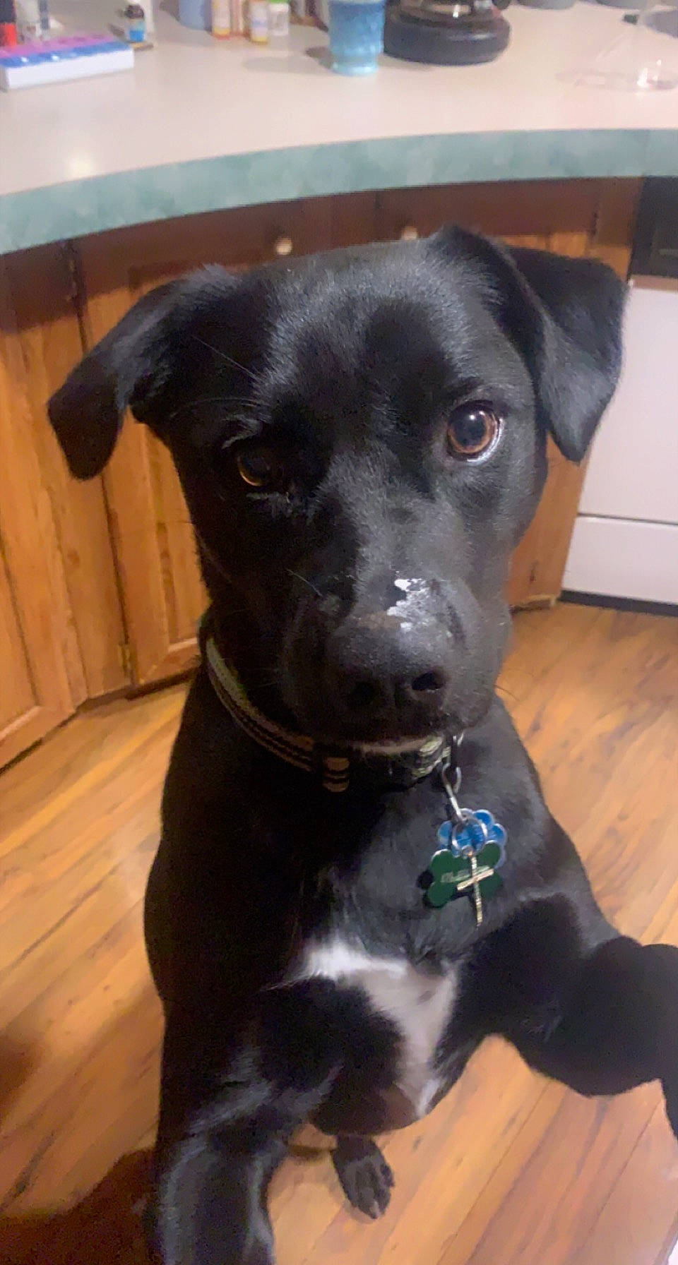 Bogey is registered to the contest to win money with this photo: borador, canidae, carnivore, collar, companion_dog, dog, dog_breed, dog_collar, fawn, flooring, fur, guard_dog, gun_dog, hardwood, liver, snout, sporting_group, whiskers, wood, working_animal