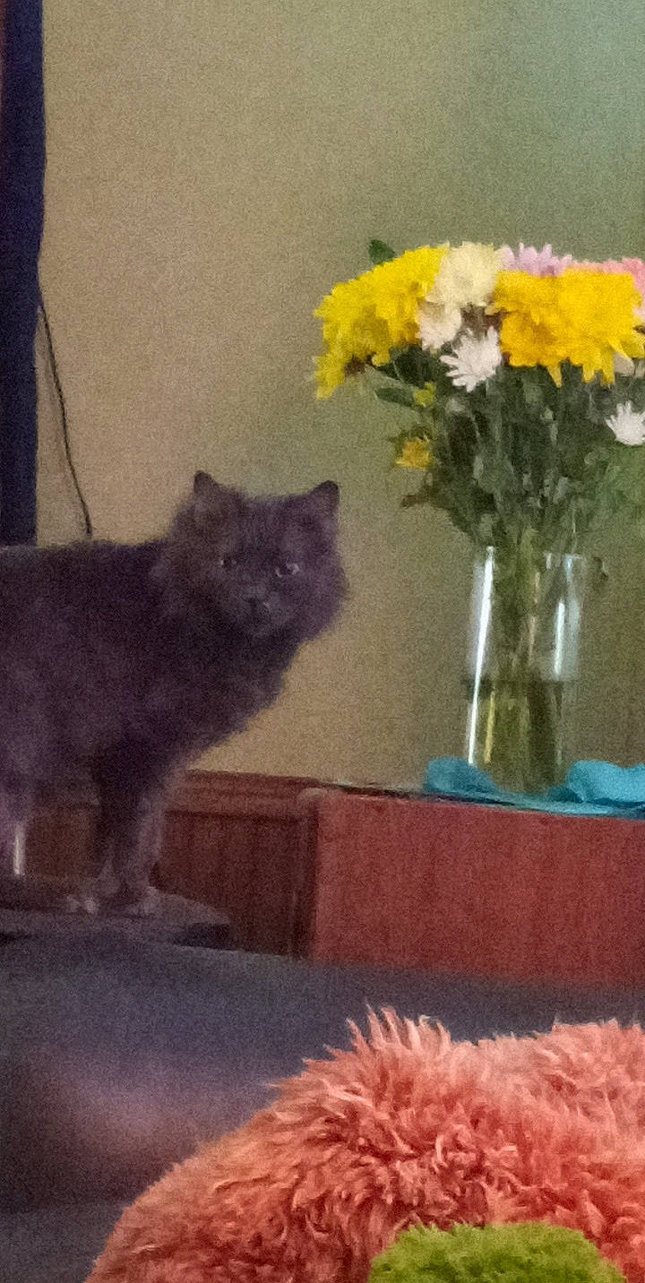 Gracie joined the competition — help win amazing prizes! artificial_flower, carnivore, cat, chair, fawn, felidae, flower, flower_arranging, flowerpot, fur, petal, plant, small_to_medium_sized_cats, snout, table, tail, tints_and_shades, vase, whiskers, window