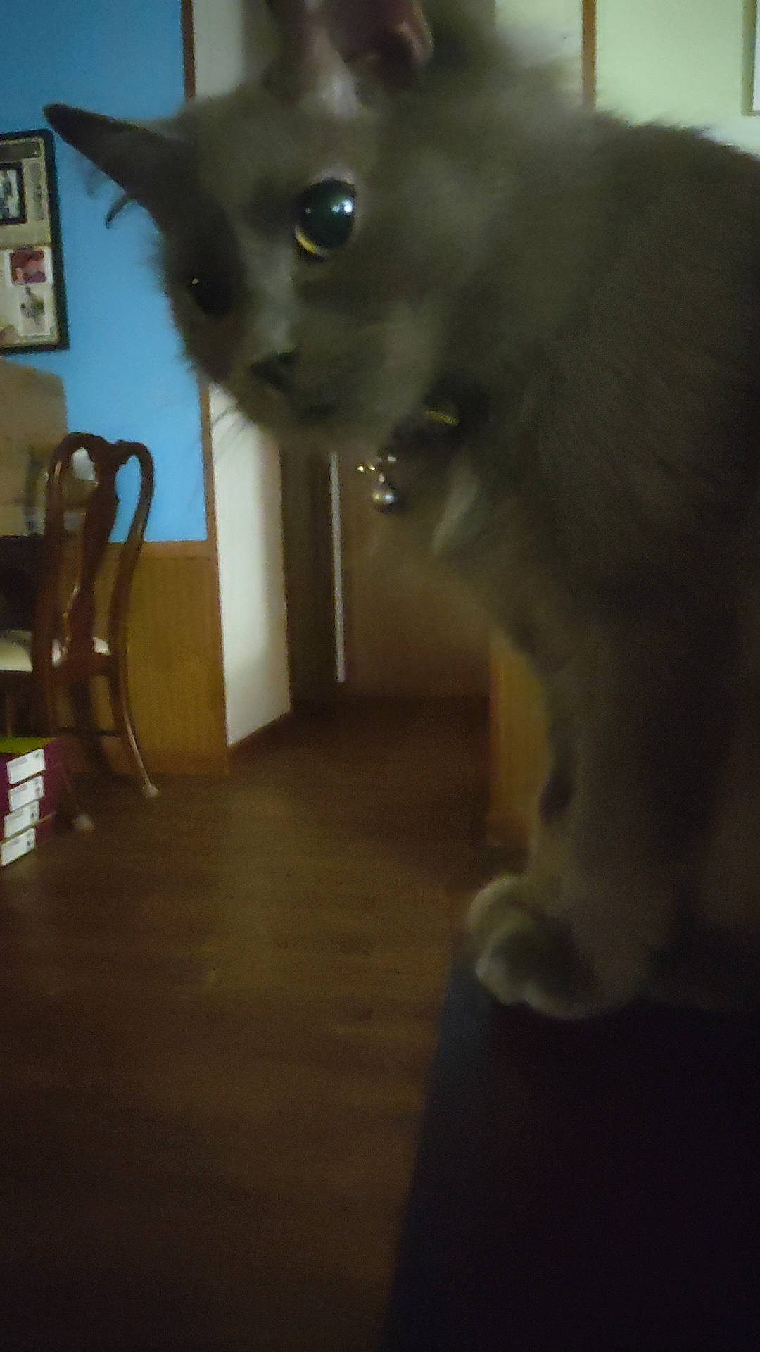 Gracie joined the competition — help win amazing prizes! carnivore, cat, chair, darkness, domestic_short_haired_cat, ear, fawn, felidae, flooring, fur, hardwood, mammal, picture_frame, small_to_medium_sized_cats, snout, tail, terrestrial_animal, whiskers, wood