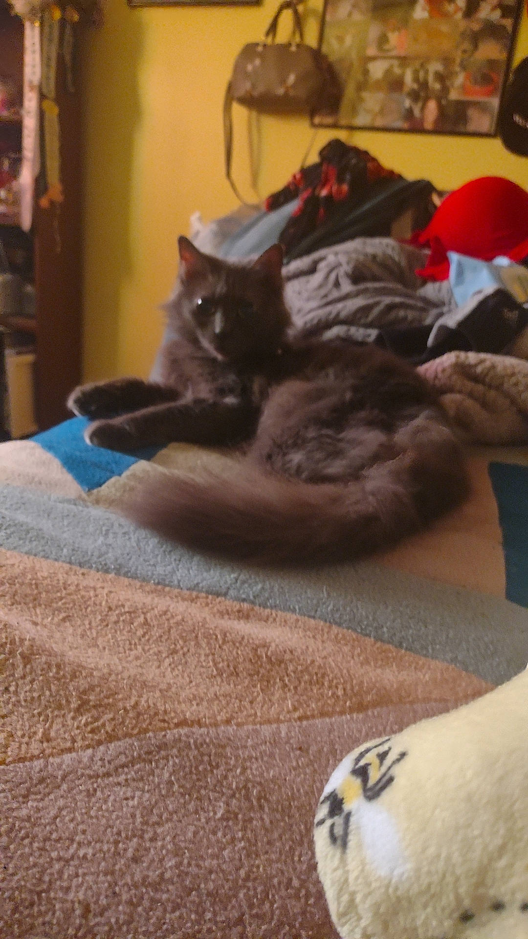 Gracie joined the competition — help win amazing prizes! bed, carnivore, cat, comfort, companion_dog, domestic_short_haired_cat, fawn, felidae, floor, flooring, fur, grey, hardwood, linens, mammal, small_to_medium_sized_cats, tail, vertebrate, whiskers, wood