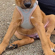Bloom participe au concours pour gagner de l'argent avec cette photo : puppy, dog, pet, harness, brown_fur, sitting, portrait, animal, outdoor, concrete, paws, floppy_ears, dark_nose, looking_at_camera, human, hand, casual_clothing, close_up, adorable, companion
