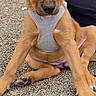 puppy, dog, pet, harness, brown_fur, sitting, portrait, animal, outdoor, concrete, paws, floppy_ears, dark_nose, looking_at_camera, human, hand, casual_clothing, close_up, adorable, companion
