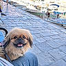 Elyna a rejoint le concours — aidez-le/la à gagner de superbes lots ! dog, happy, smiling, fluffy, harbor, boats, water, cobblestone, person, jeans, sunny, outdoor, leisure, walking, people, sky, daytime, pet, canine, relaxing