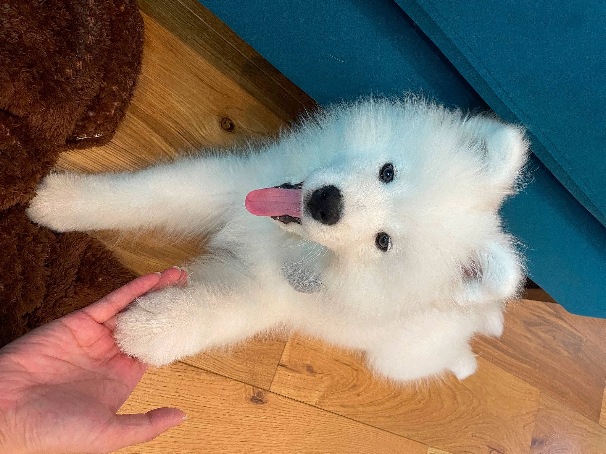 Milky is registered to the contest to win money with this photo: american_eskimo_dog, canidae, carnivore, companion_dog, dog, dog_breed, flooring, fur, german_spitz, hardwood, indian_spitz, samoyed, snout, spitz, sporting_group, toy_dog, volpino_italiano, whiskers, wood, working_animal