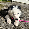 animal, bench, black_and_white, blue_eyes, collar, cute, dog, fur, gravel, leash, nose, outdoor, paw, pet, playing, puppy, stick, sunlight, tongue, young_dog