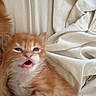 Jasper is registered to the contest to win money with this photo: adorable, animal, blanket, cozy, cute, face, feline, fur, indoor, kitten, mouth_open, nap, orange_cat, pet, resting, sleepy, small, soft, whiskers, young