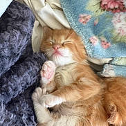 Jasper is registered to the contest to win money with this photo: animal, blanket, cat, comfort, cozy, cute, feline, fur, indoor, kitten, orange, paw, pet, relaxed, rest, sleeping, snuggled, soft, white, young