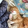 animal, blanket, cat, comfort, cozy, cute, feline, fur, indoor, kitten, orange, paw, pet, relaxed, rest, sleeping, snuggled, soft, white, young