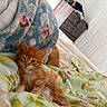 Jasper is registered to the contest to win money with this photo: animal, bed, blanket, comfort, cozy, cute, domestic_animal, feline, floral_pattern, furniture, home, indoor, kitten, orange_cat, pet, resting, room, sleepy, soft_texture, young_cat