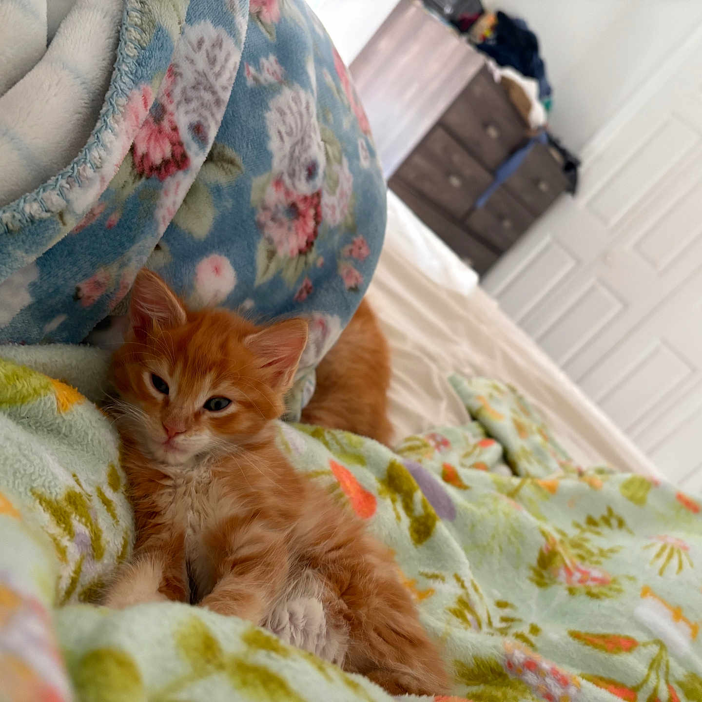 Jasper
