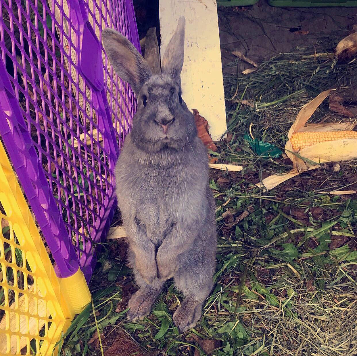 Dolly is registered to the contest to win money with this photo: adaptation, black_tailed_jackrabbit, domestic_rabbit, fawn, grass, hare, plant, rabbit, rabbits_and_hares, wildlife, wood_rabbit