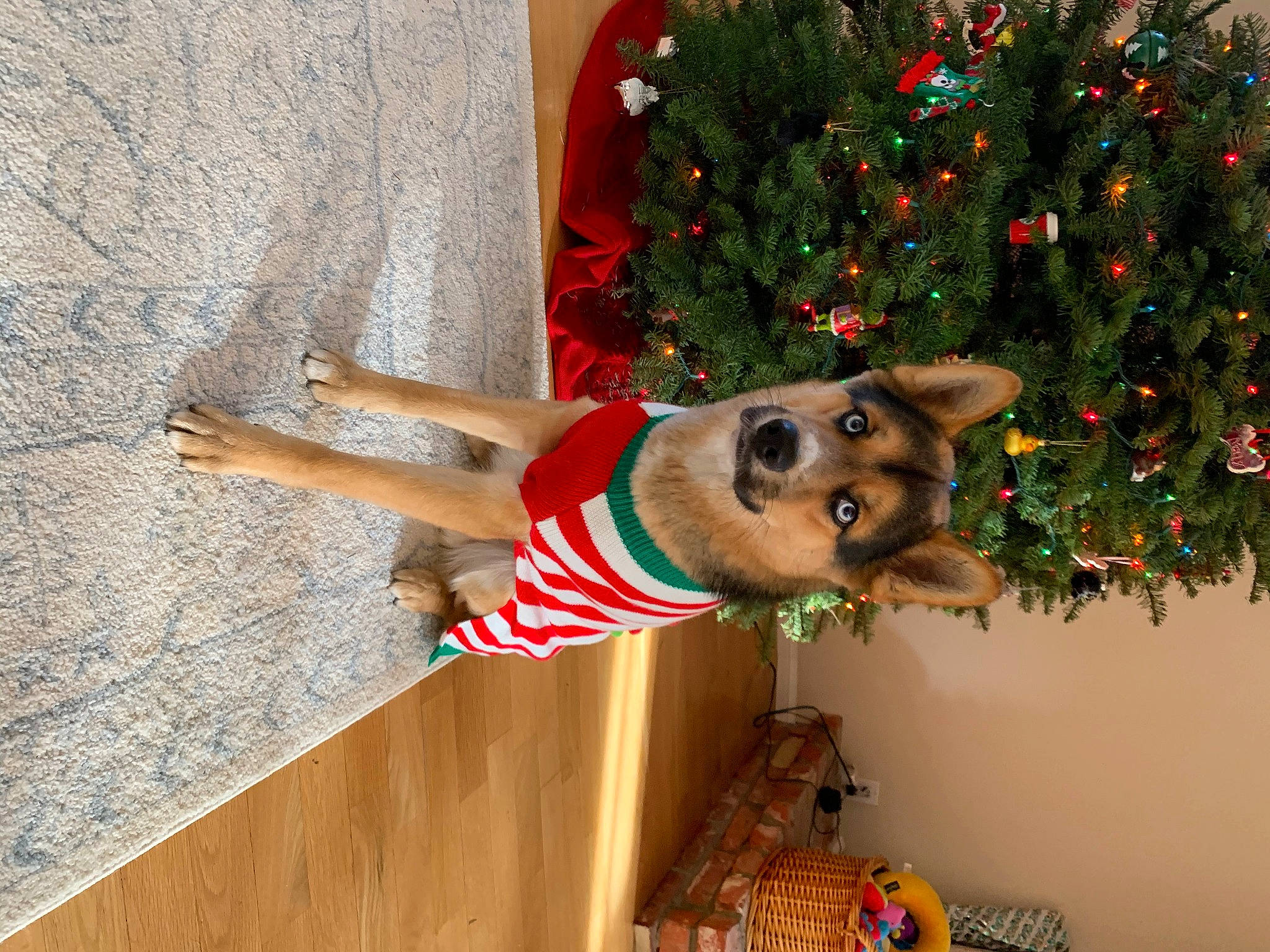 Mackey is registered to the contest to win money with this photo: carnivore, christmas, christmas_decoration, christmas_eve, christmas_ornament, christmas_tree, collar, dog, dog_breed, dog_clothes, dog_supply, fur, holiday, holiday_ornament, interior_design, ornament, pet_supply, snout, sporting_group, vertebrate