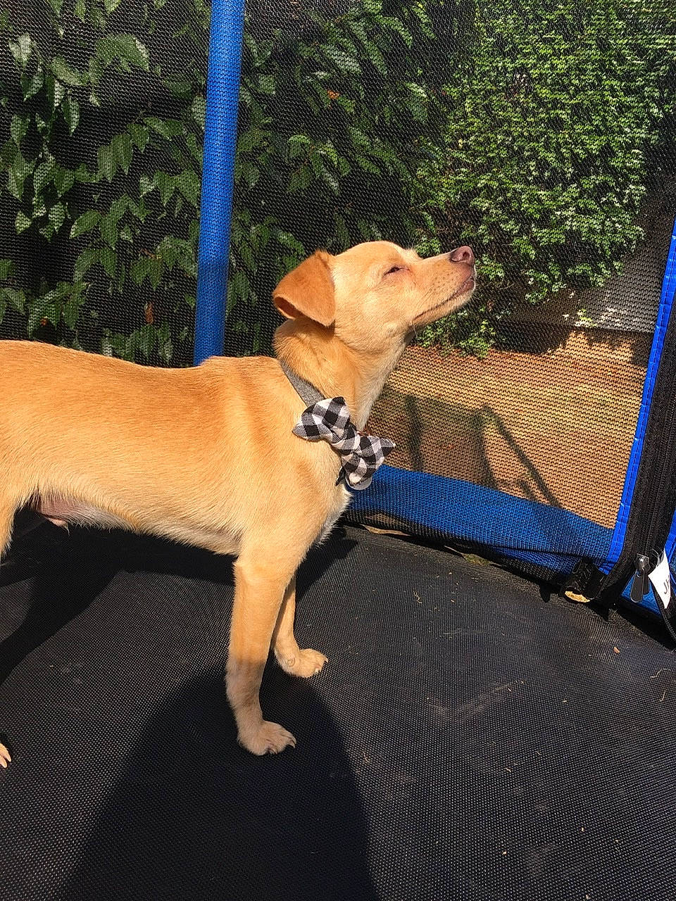 Kodi is registered to the contest to win money with this photo: broholmer, canidae, carnivore, companion_dog, dog, dog_breed, fawn, labrador_retriever, leash, mammal, rare_breed_dog, rhodesian_ridgeback, sporting_group, vertebrate, vizsla