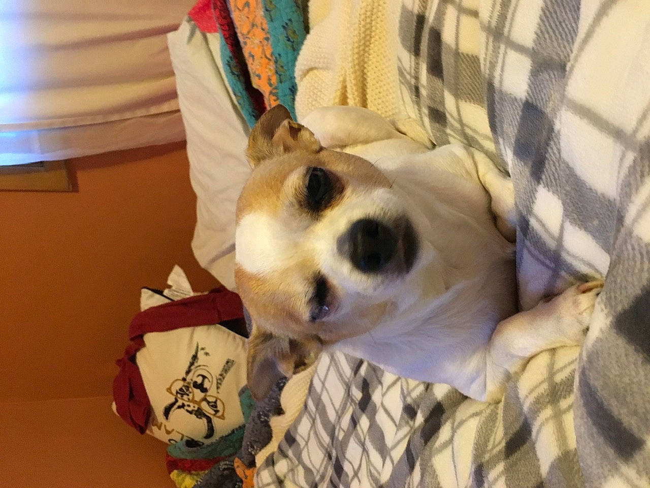 Elly is registered to the contest to win money with this photo: canidae, carnivore, companion_dog, dog, dog_breed, fawn, mammal, puppy, puppy_love, snout, sporting_group