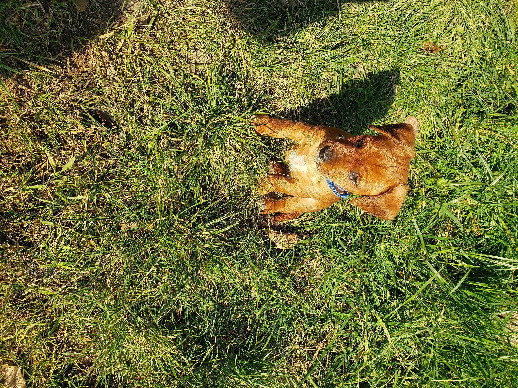 Athos participe au concours pour gagner de l'argent avec cette photo : canidae, carnivore, companion_dog, dog, dog_breed, fawn, grass, grassland, groundcover, herbaceous_plant, pasture, people_in_nature, plant, sporting_group, tail, terrestrial_animal