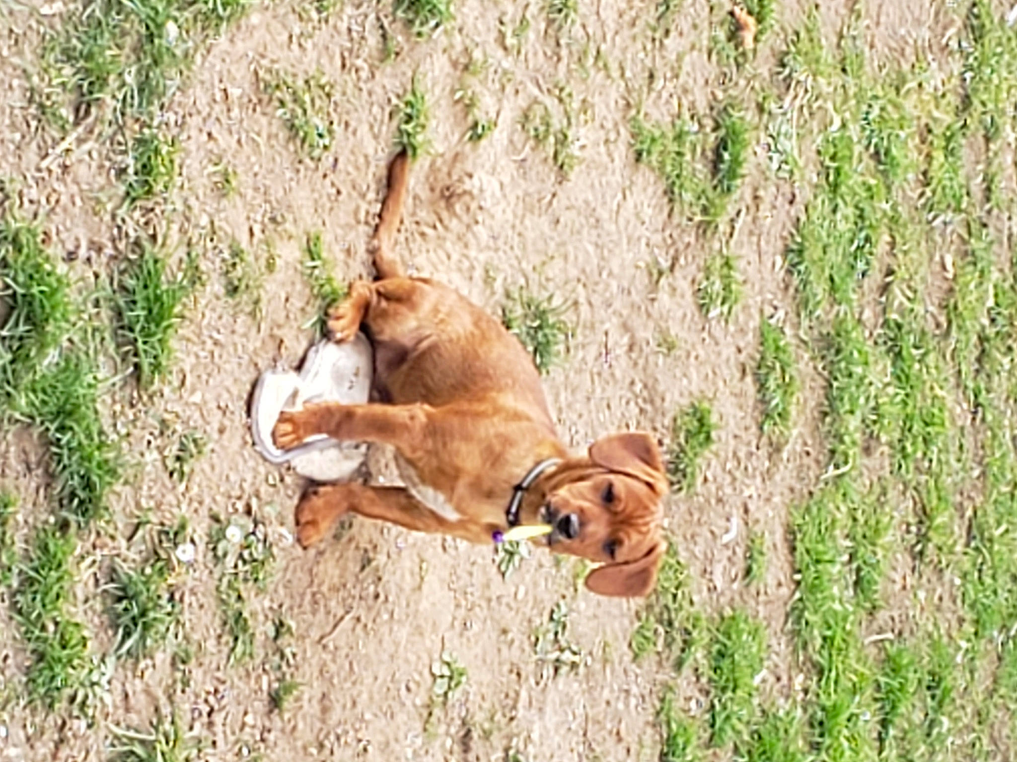 Athos participe au concours pour gagner de l'argent avec cette photo : canidae, carnivore, companion_dog, dog, dog_breed, fawn, grass, grassland, hound, hunting_dog, liver, plant, prairie, sporting_group, terrestrial_animal, wildlife, working_animal