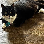 Bruce joined the competition — help win amazing prizes! cat, tuxedo_cat, pet, toy_ball, wooden_floor, indoor, whiskers, paw, black_and_white, feline, cute, lying_down, green_eyes, collar, fur, playful, close_up, domestic_animal, house, relaxed