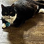 cat, tuxedo_cat, pet, toy_ball, wooden_floor, indoor, whiskers, paw, black_and_white, feline, cute, lying_down, green_eyes, collar, fur, playful, close_up, domestic_animal, house, relaxed