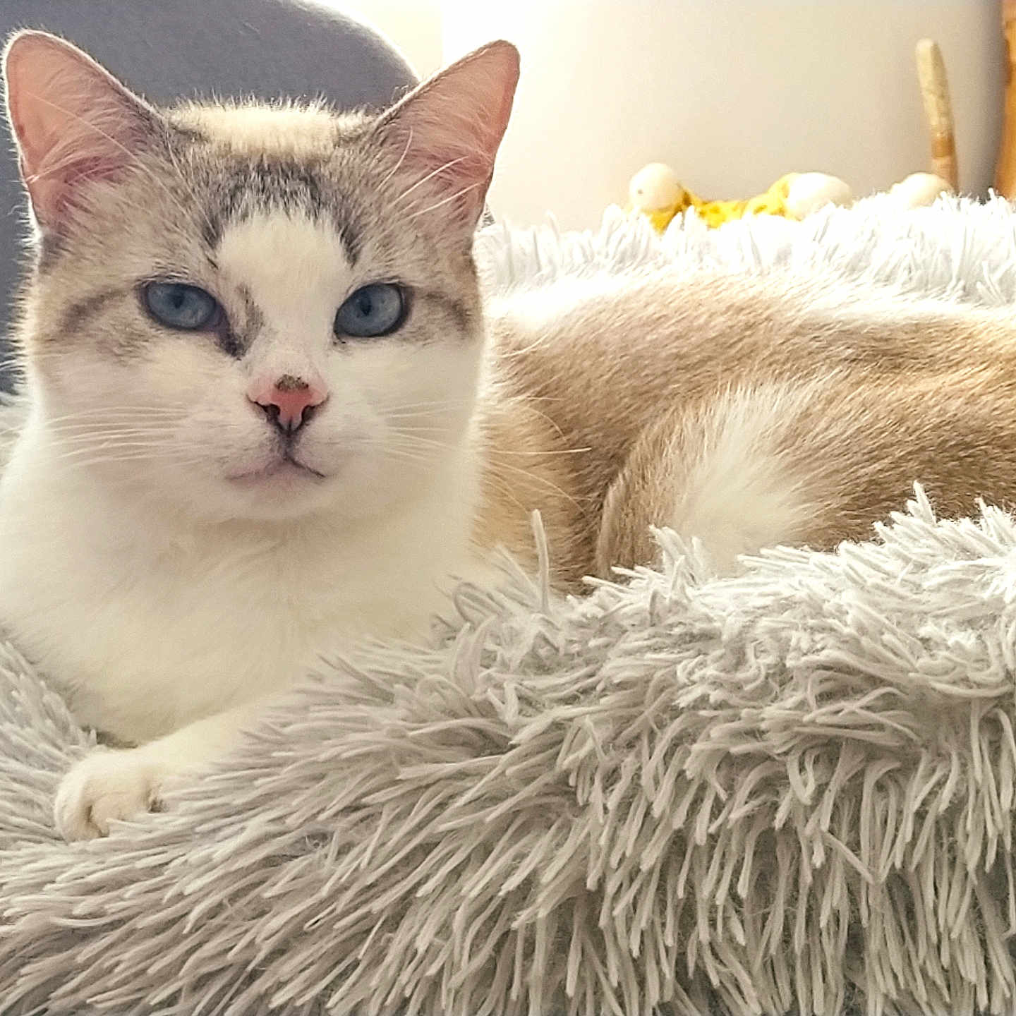 Moka a rejoint le concours — aidez-le/la à gagner de superbes lots ! abyssinian, angora, animal, blanket, canine, cat, clothing, couch, cushion, dog, fur, furniture, homedecor, indoors, kitten, manx, person, pet, siamese, sleeping