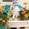 Moka participe au concours pour gagner de l'argent avec cette photo : cat, animal, pet, feline, white_cat, gray_markings, flowers, orange_flowers, pink_flowers, garden, flower_box, potted_plants, outdoor, balcony, window, blue_chair, seated, portrait, whiskers, nature