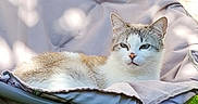 Moka participe au concours pour gagner de l'argent avec cette photo : cat, kitten, tabby, white_fur, animal, pet, feline, sitting, lounging, outdoor, chair, cushion, fabric, grass, sunlight, portrait, close_up, ears, whiskers, relaxed