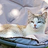 cat, kitten, tabby, white_fur, animal, pet, feline, sitting, lounging, outdoor, chair, cushion, fabric, grass, sunlight, portrait, close_up, ears, whiskers, relaxed