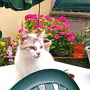 Moka participe au concours pour gagner de l'argent avec cette photo : cat, kitten, white_fur, gray_fur, animal, pet, portrait, sitting, garden, flowers, pink_flowers, potted_plants, outdoor, patio, umbrella, chair, garden_gnome, window, table, closeup