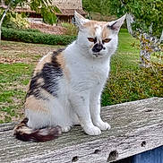 Mimine a rejoint le concours — aidez-le/la à gagner de superbes lots ! cat, calico_cat, pet, animal, sitting, outdoor, garden, wooden_bench, rustic, house, trees, greenery, fur, white_fur, orange_patches, black_patches, facial_markings, staring, portrait, nature