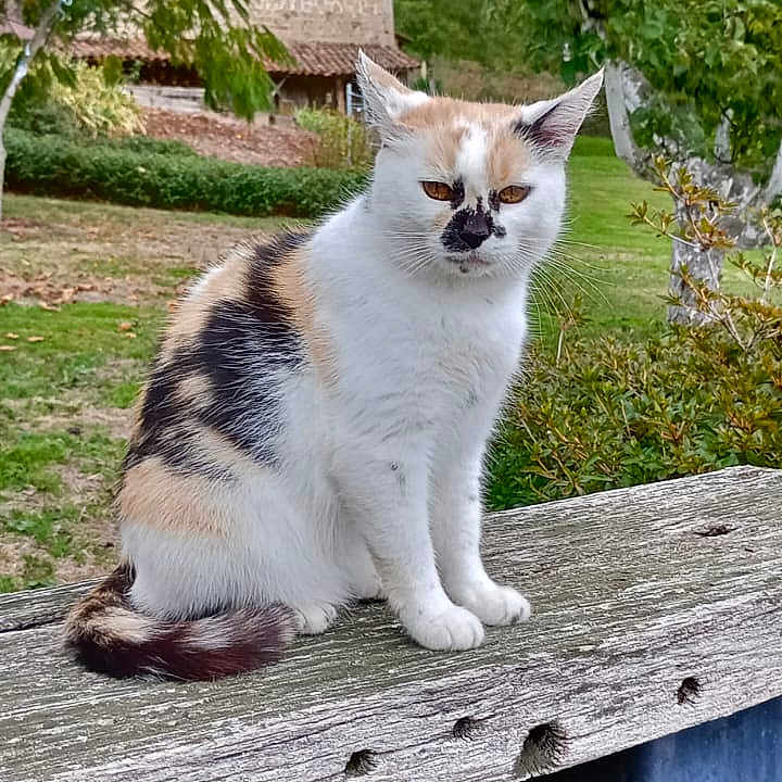 Mimine a rejoint le concours — aidez-le/la à gagner de superbes lots ! cat, calico_cat, pet, animal, sitting, outdoor, garden, wooden_bench, rustic, house, trees, greenery, fur, white_fur, orange_patches, black_patches, facial_markings, staring, portrait, nature