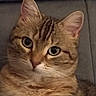 Savana a rejoint le concours — aidez-le/la à gagner de superbes lots ! cat, tabby, ginger_cat, orange_fur, furry, pet, animal, portrait, close_up, face, eyes, ears, whiskers, nose, paws, couch, indoors, cozy, relaxed, looking_at_camera