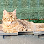 Savana a rejoint le concours — aidez-le/la à gagner de superbes lots ! cat, tabby_cat, pet, animal, feline, lying_down, relaxed, portrait, outdoor, backyard, green_background, storage_bin, plastic_container, gray_fur, orange_fur, striped_fur, whiskers, ears, eyes, photography