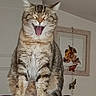 Savana a rejoint le concours — aidez-le/la à gagner de superbes lots ! cat, tabby, fluffy, yawning, open_mouth, whiskers, ears, fur, sitting, portrait, pet, indoor, bed, blanket, purple, home, wall, framed_picture, cartoon, timestamp