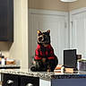 cat, tortoiseshell, plaid_sweater, kitchen, countertop, granite, domestic_animal, feline, pet, indoors, sitting, looking, cozy, red, black, fur, cabinet, lamp, home, appliance
