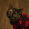cat, tortoiseshell, pet, animal, feline, cozy, sweater, red, black, plaid, indoor, whiskers, curious, looking_up, portrait, close_up, fur, ears, eyes, cute