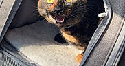 Nala is registered to the contest to win money with this photo: animal, car_interior, cat, closeup, cozy, curious, feline, gray, indoor, mesh, open_mouth, pet, pet_carrier, portrait, seat, soft_bed, sunlight, tortoiseshell, yellow_eyes, zipper