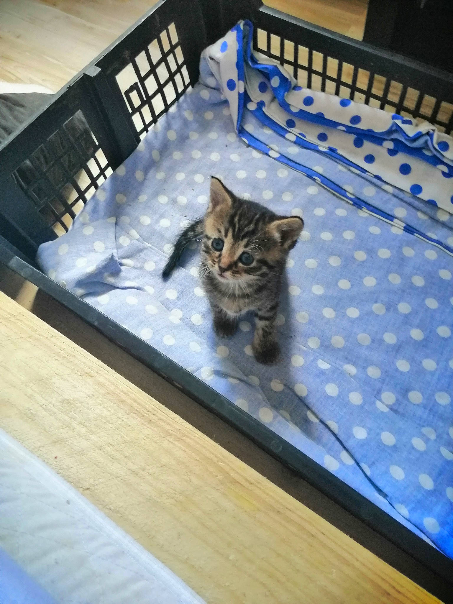 Roberta a rejoint le concours — aidez-le/la à gagner de superbes lots ! american_shorthair, asian, bengal, carnivore, cat, domestic_short_haired_cat, dragon_li, egyptian_mau, european_shorthair, felidae, floor, flooring, kitten, ocicat, pixie_bob, polydactyl_cat, small_to_medium_sized_cats, tabby_cat, whiskers, wood