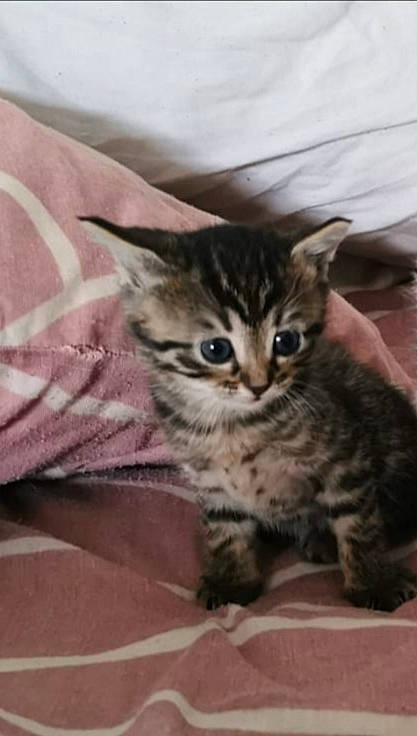 Roberta a rejoint le concours — aidez-le/la à gagner de superbes lots ! american_shorthair, asian, bengal, carnivore, cat, domestic_short_haired_cat, dragon_li, egyptian_mau, european_shorthair, felidae, kitten, maine_coon, mammal, norwegian_forest_cat, pixie_bob, siberian, small_to_medium_sized_cats, tabby_cat, vertebrate, whiskers